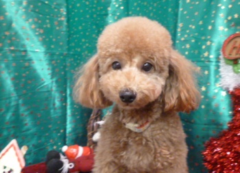 フレブルのモモちゃん